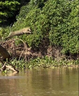 Cena rara e majestosa da onça-pintada saltando de árvore para dentro do rio foi registrada por turistas em passeio ecológico no coração do Pantanal; mistério permanece: ela pulou por diversão ou caçada?