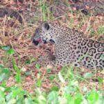 Flagrada saboreando uma “iguaria” em plena luz do dia, onça-pintada levanta suspeitas gastronômicas entre turistas e até mesmo entre os biólogos. Fotógrafo João Marcelo Biagini compartilhou o momento, mas a dona da festa não quis contar o segredo.