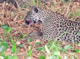 Flagrada saboreando uma “iguaria” em plena luz do dia, onça-pintada levanta suspeitas gastronômicas entre turistas e até mesmo entre os biólogos. Fotógrafo João Marcelo Biagini compartilhou o momento, mas a dona da festa não quis contar o segredo.
