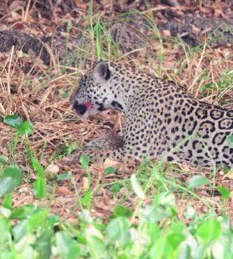 Flagrada saboreando uma “iguaria” em plena luz do dia, onça-pintada levanta suspeitas gastronômicas entre turistas e até mesmo entre os biólogos. Fotógrafo João Marcelo Biagini compartilhou o momento, mas a dona da festa não quis contar o segredo.