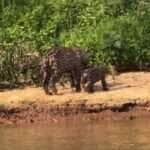 Mamãe onça é flagrada brincando com filhotes no Pantanal em homenagem ao Dia das Mães