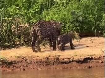 Mamãe onça é flagrada brincando com filhotes no Pantanal em homenagem ao Dia das Mães
