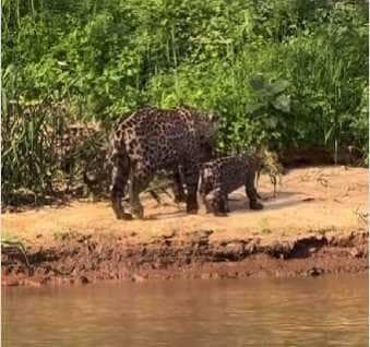 Mamãe onça é flagrada brincando com filhotes no Pantanal em homenagem ao Dia das Mães