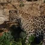 Com força impressionante e olhar determinado, felina protagoniza cena selvagem digna de documentário; vídeo foi gravado às margens de um rio no Pantanal mato-grossense e já é um dos mais vistos nas redes sociais.