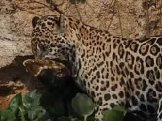 Com força impressionante e olhar determinado, felina protagoniza cena selvagem digna de documentário; vídeo foi gravado às margens de um rio no Pantanal mato-grossense e já é um dos mais vistos nas redes sociais.
