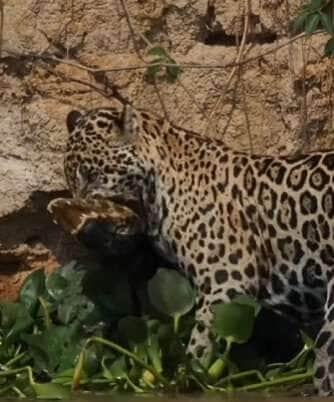 Com força impressionante e olhar determinado, felina protagoniza cena selvagem digna de documentário; vídeo foi gravado às margens de um rio no Pantanal mato-grossense e já é um dos mais vistos nas redes sociais.