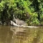 Onça impressiona ao carregar jacaré gigante sozinha!