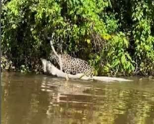Onça impressiona ao carregar jacaré gigante sozinha!