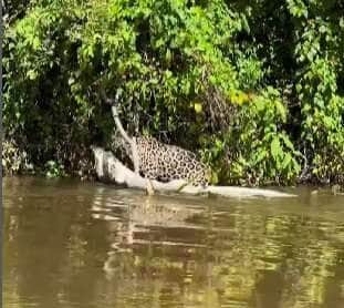 Onça impressiona ao carregar jacaré gigante sozinha!