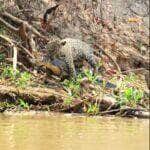 Em um espetáculo selvagem digno de documentário, turistas presenciam a força e a astúcia da onça-pintada durante uma caçada eletrizante no Pantanal. Um duelo pela sobrevivência entre dois gigantes da natureza.