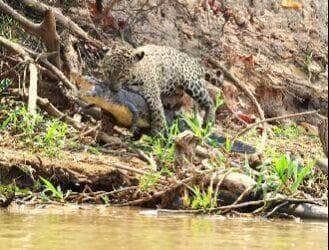 Em um espetáculo selvagem digno de documentário, turistas presenciam a força e a astúcia da onça-pintada durante uma caçada eletrizante no Pantanal. Um duelo pela sobrevivência entre dois gigantes da natureza.