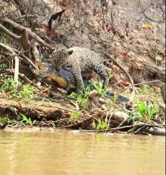 Em um espetáculo selvagem digno de documentário, turistas presenciam a força e a astúcia da onça-pintada durante uma caçada eletrizante no Pantanal. Um duelo pela sobrevivência entre dois gigantes da natureza.