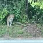 Durante um passeio por rodovia no interior do Brasil, um motorista teve um encontro inesperado com uma onça-pintada à beira da estrada. O registro viralizou nas redes sociais e encantou os apaixonados pelo reino animal.