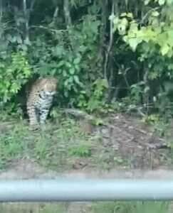 Durante um passeio por rodovia no interior do Brasil, um motorista teve um encontro inesperado com uma onça-pintada à beira da estrada. O registro viralizou nas redes sociais e encantou os apaixonados pelo reino animal.