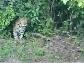 Durante um passeio por rodovia no interior do Brasil, um motorista teve um encontro inesperado com uma onça-pintada à beira da estrada. O registro viralizou nas redes sociais e encantou os apaixonados pelo reino animal.