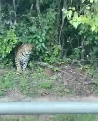 Durante um passeio por rodovia no interior do Brasil, um motorista teve um encontro inesperado com uma onça-pintada à beira da estrada. O registro viralizou nas redes sociais e encantou os apaixonados pelo reino animal.