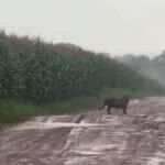 Registrada ao lado de uma plantação de milho, a onça-pintada pareceu não se incomodar com a presença humana — sinal de que natureza e civilização estão mais próximas do que imaginamos.