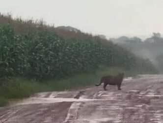 Registrada ao lado de uma plantação de milho, a onça-pintada pareceu não se incomodar com a presença humana — sinal de que natureza e civilização estão mais próximas do que imaginamos.