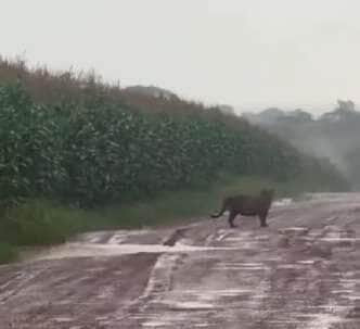 Registrada ao lado de uma plantação de milho, a onça-pintada pareceu não se incomodar com a presença humana — sinal de que natureza e civilização estão mais próximas do que imaginamos.