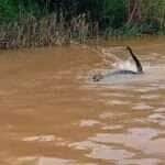 Onça-pintada nada ao lado de embarcação no Rio Jiruá e encanta com sua imponência