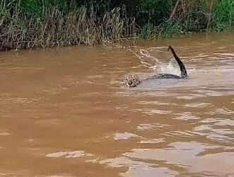 Onça-pintada nada ao lado de embarcação no Rio Jiruá e encanta com sua imponência