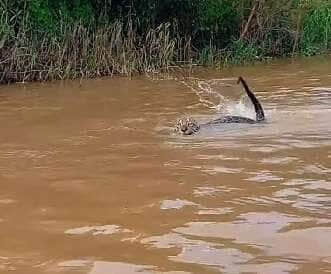 Onça-pintada nada ao lado de embarcação no Rio Jiruá e encanta com sua imponência