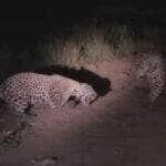 Confronto entre duas onças-pintadas é flagrado em momento raro no refúgio Caiman, em Miranda (MS), e agita bastidores da ONG Onçafari com registros impressionantes da vida selvagem pantaneira