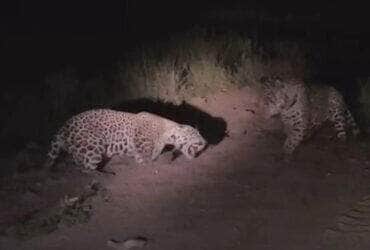 Confronto entre duas onças-pintadas é flagrado em momento raro no refúgio Caiman, em Miranda (MS), e agita bastidores da ONG Onçafari com registros impressionantes da vida selvagem pantaneira