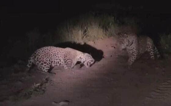 Confronto entre duas onças-pintadas é flagrado em momento raro no refúgio Caiman, em Miranda (MS), e agita bastidores da ONG Onçafari com registros impressionantes da vida selvagem pantaneira