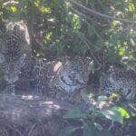 Trio de onças-pintadas surpreende turistas com “ensaio fotográfico” no Pantanal de MS
