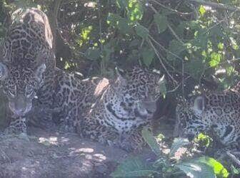 Trio de onças-pintadas surpreende turistas com “ensaio fotográfico” no Pantanal de MS