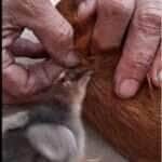 Pintinho Herói! Ajudante de Penas Salva Doguinho de Carrapato e Encanta a Internet