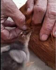 Pintinho Herói! Ajudante de Penas Salva Doguinho de Carrapato e Encanta a Internet