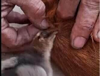 Pintinho Herói! Ajudante de Penas Salva Doguinho de Carrapato e Encanta a Internet