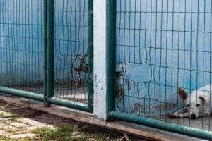 Proteção animal em Rondonópolis: responsabilidade transferida para Secretaria de Meio Ambiente
