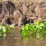 Turistas a bordo de um barco no Pantanal flagraram uma cena digna de documentário: uma onça-pintada, imponente e com olhar penetrante, soltou um rosno poderoso ao perceber que estava sendo filmada. Um recado claro — e selvagem — para manter distância!