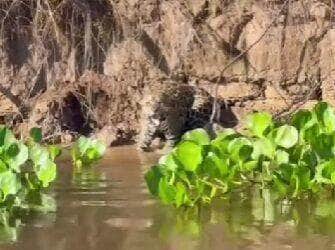 Turistas a bordo de um barco no Pantanal flagraram uma cena digna de documentário: uma onça-pintada, imponente e com olhar penetrante, soltou um rosno poderoso ao perceber que estava sendo filmada. Um recado claro — e selvagem — para manter distância!