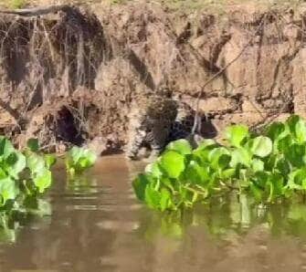 Turistas a bordo de um barco no Pantanal flagraram uma cena digna de documentário: uma onça-pintada, imponente e com olhar penetrante, soltou um rosno poderoso ao perceber que estava sendo filmada. Um recado claro — e selvagem — para manter distância!
