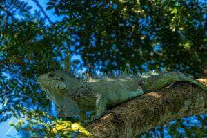 Rondonópolis elege a iguana como novo animal-símbolo da cidade