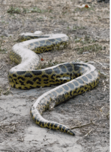 Registrada em vídeo, a majestosa sucuri-amarela cruzou tranquilamente uma estrada, revelando a beleza e imponência dessa espécie típica do Pantanal.
