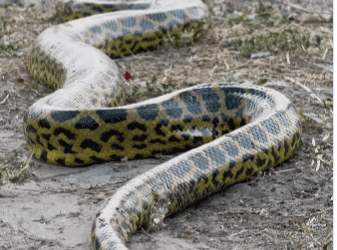 Registrada em vídeo, a majestosa sucuri-amarela cruzou tranquilamente uma estrada, revelando a beleza e imponência dessa espécie típica do Pantanal.