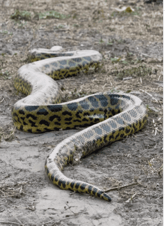 Registrada em vídeo, a majestosa sucuri-amarela cruzou tranquilamente uma estrada, revelando a beleza e imponência dessa espécie típica do Pantanal.
