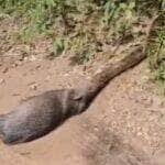 Momento impressionante mostra a força e estratégia da maior serpente do Brasil ao capturar um porco queixada; natureza em seu estado mais bruto e fascinante