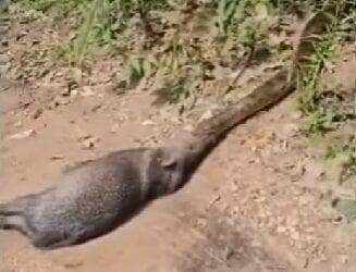 Momento impressionante mostra a força e estratégia da maior serpente do Brasil ao capturar um porco queixada; natureza em seu estado mais bruto e fascinante