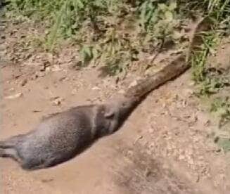 Momento impressionante mostra a força e estratégia da maior serpente do Brasil ao capturar um porco queixada; natureza em seu estado mais bruto e fascinante