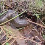 Cena inusitada chamou a atenção de peões em uma propriedade rural no Brasil. A enorme sucuri estava cercada por machos menores em pleno ritual de acasalamento. Biólogo explica o fenômeno e trabalhadores destacam convivência pacífica entre gado e fauna silvestre.