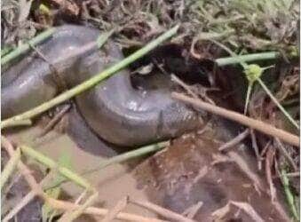 Cena inusitada chamou a atenção de peões em uma propriedade rural no Brasil. A enorme sucuri estava cercada por machos menores em pleno ritual de acasalamento. Biólogo explica o fenômeno e trabalhadores destacam convivência pacífica entre gado e fauna silvestre.