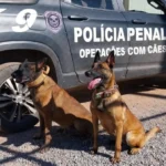 Cães Policiais demonstram habilidades em torneio aberto ao público em Mato Grosso