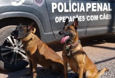 Cães Policiais demonstram habilidades em torneio aberto ao público em Mato Grosso