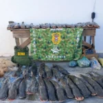 Fiscalização Ambiental apreende 235 kg de pescado irregular em Mato Grosso